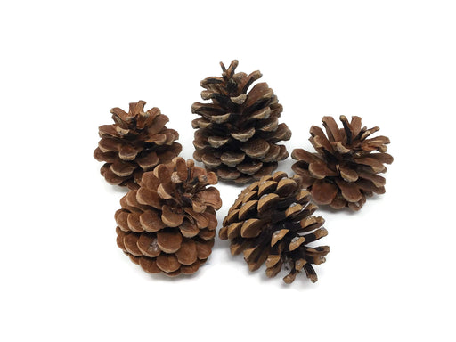 pos 1Kg natural  pine  Austriaca Cones