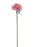 Single Stem Gerbera x 50cm - Pink & Cream