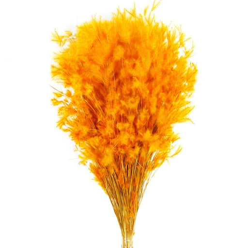 Dried Pluminha 70cm Tall - 100g - Orange