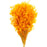 Dried Pluminha 70cm Tall - 100g - Orange