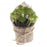Mini Potted Artificial Sedum Clavatum Succulent x 12cm