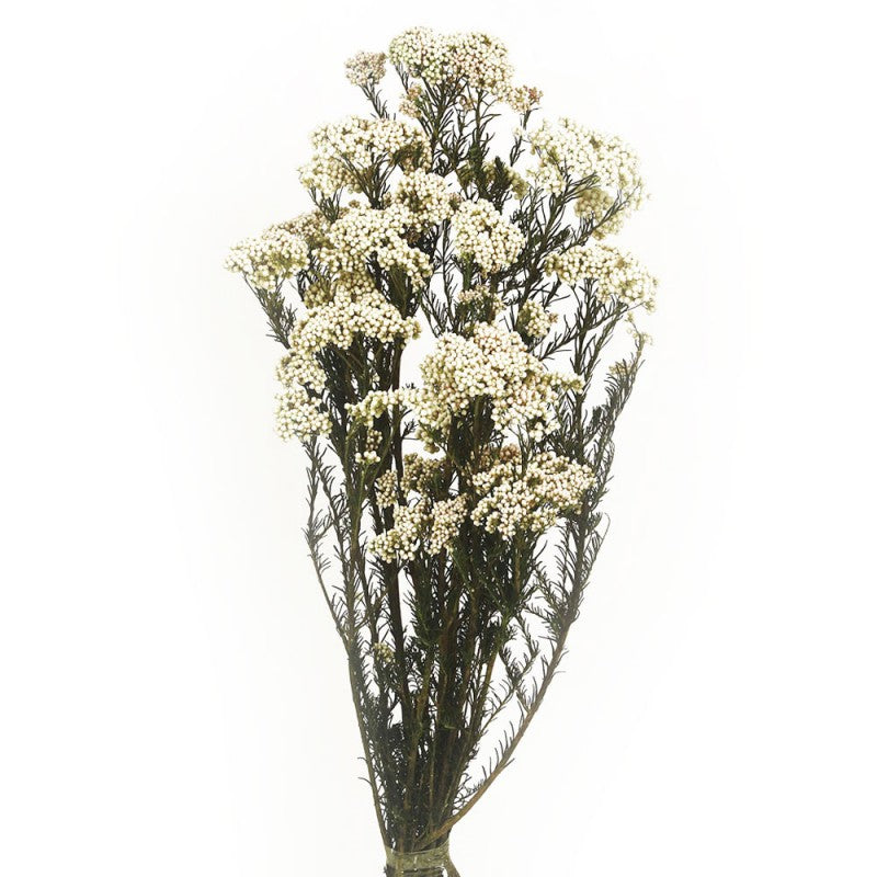 Preserved Rice Flower - Natural - 60cm tall - 100g — Artificial Floral ...