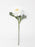 Single Stem Ranunculus  Pick  x 26cm - White