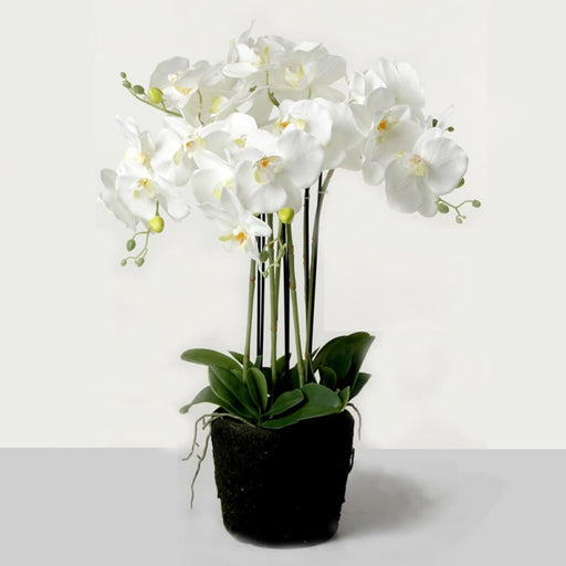 Real Touch Orchids in Moss Style Pot x 58cm