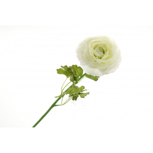 Single Ranunculus - 60cm long - Cream/Ivory