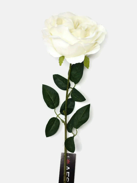 Austin Rose x 68cm - Single Stem - Cream