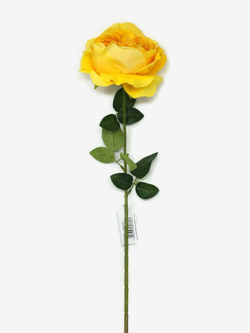 Austin Rose x 68cm - Single Stem - Yellow