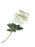 Single Stem Velvet Touch Rose x 52cm- Ivory