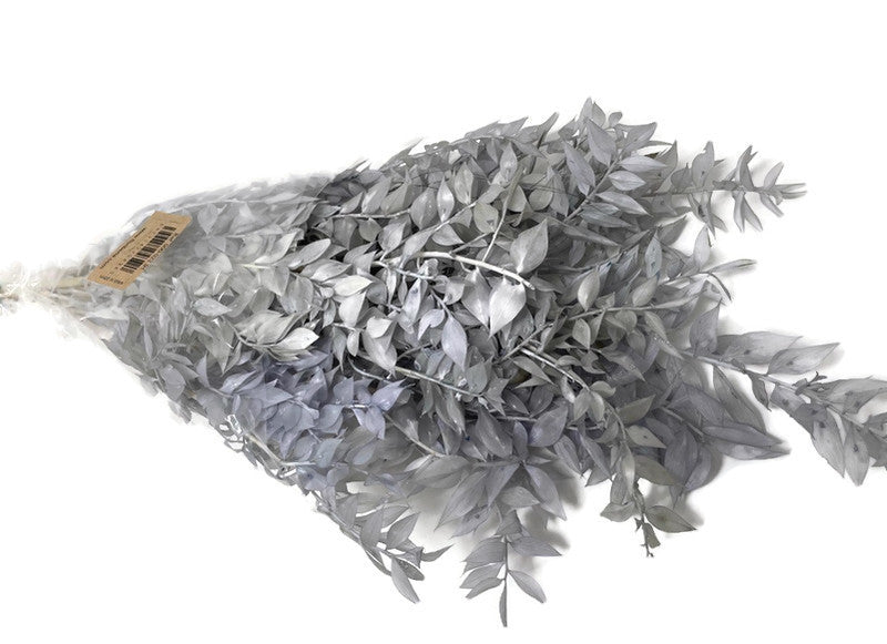 Preserved Ruscus 70/80cm - Grey -150g