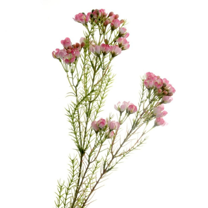 Wax Flower Spray x 77cm - Pink