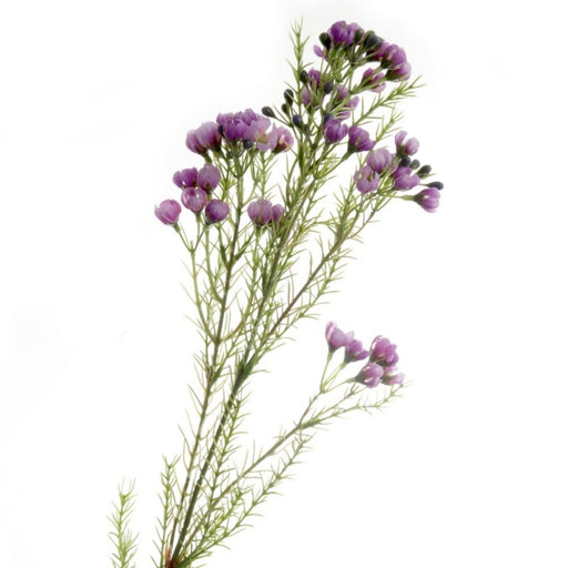 Wax Flower Spray x 77cm - Purple