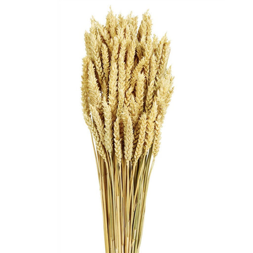 Natural Dried Wheat - Height 80cm Weight 200g