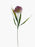 Single Stem Allium - Purple